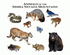 Animals of the Sierra Nevada Mountains