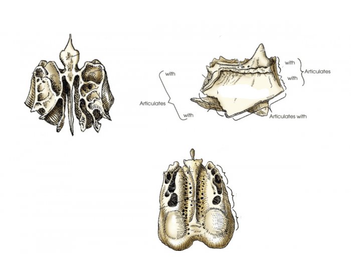 Ethmoid Bones Quiz