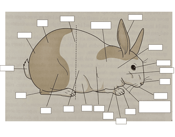 Parts Of A Rabbit Anatomy