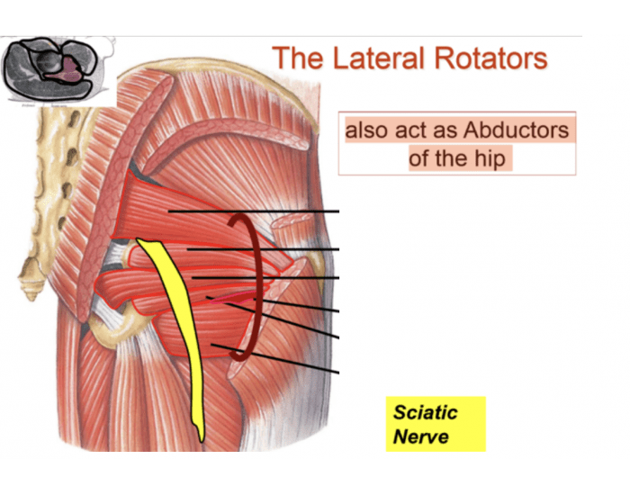 Lateral Rotators Quiz