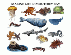 Marine Life of Monterey Bay in California