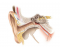 Outer and Middle Ear