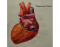 Posterior View of Heart