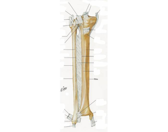 Tibia and Fibula Ligaments — Printable Worksheet