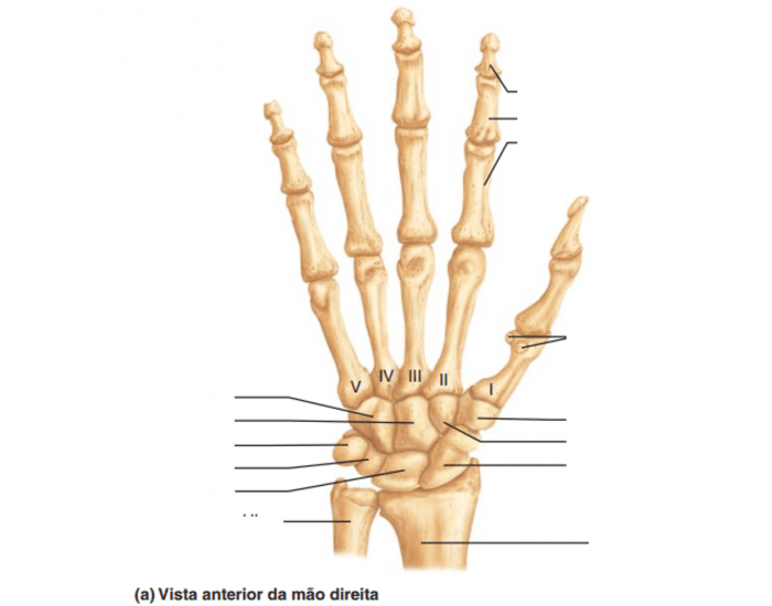 Pé - Anatomia Óssea Quiz