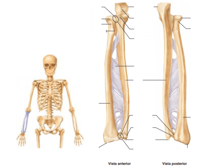 Úmero - Anatomia Quiz