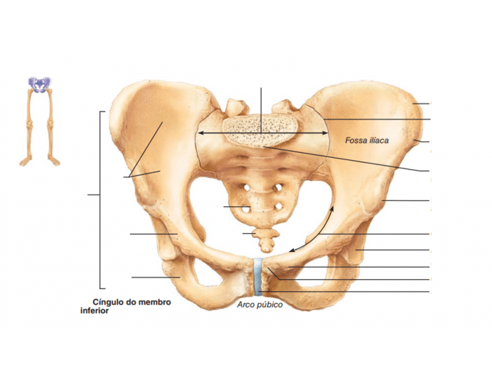 Osso do Quadril - Anatomia Quiz