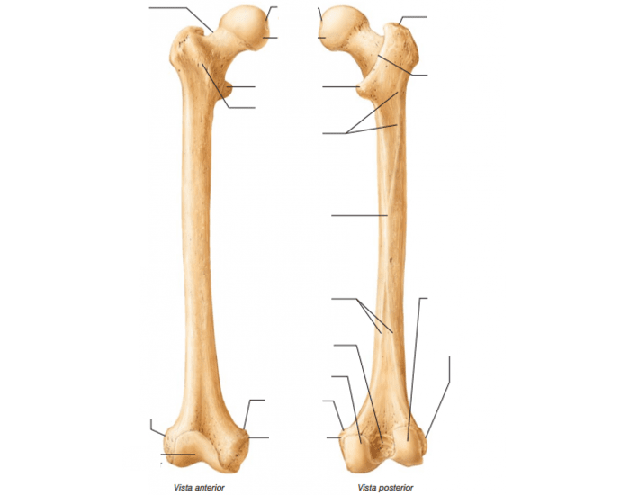 Anatomia do úmero Quiz