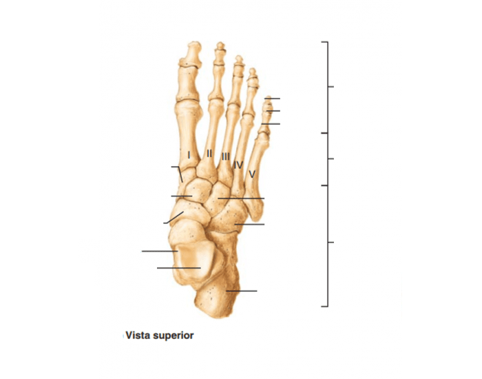 Osso do Quadril - Anatomia Quiz