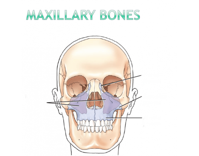 Maxillary bones Quiz