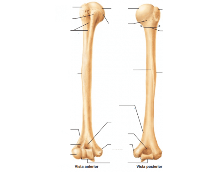 Anatomia do úmero Quiz