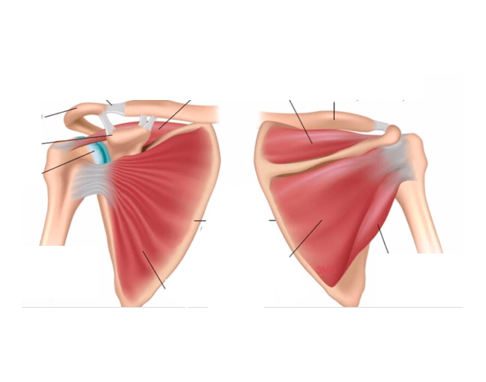 Shoulder Anatomy - Bones, Joints, and Muscles — Printable Worksheet