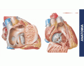Anatomia interna do coração 
