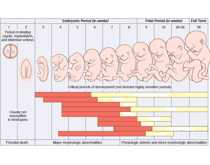 Development Period Questions Critical Developmental Periods Quiz