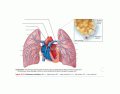 Pulmonary and systemic circulations