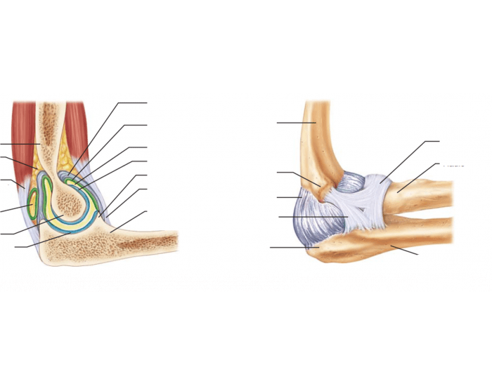 Pé - Anatomia Óssea Quiz