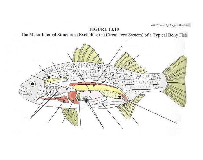 Fish Anatomy Diagram — Printable Worksheet
