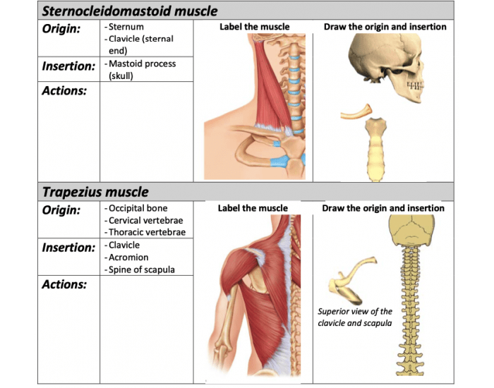 trapezius muscle origin and insertion