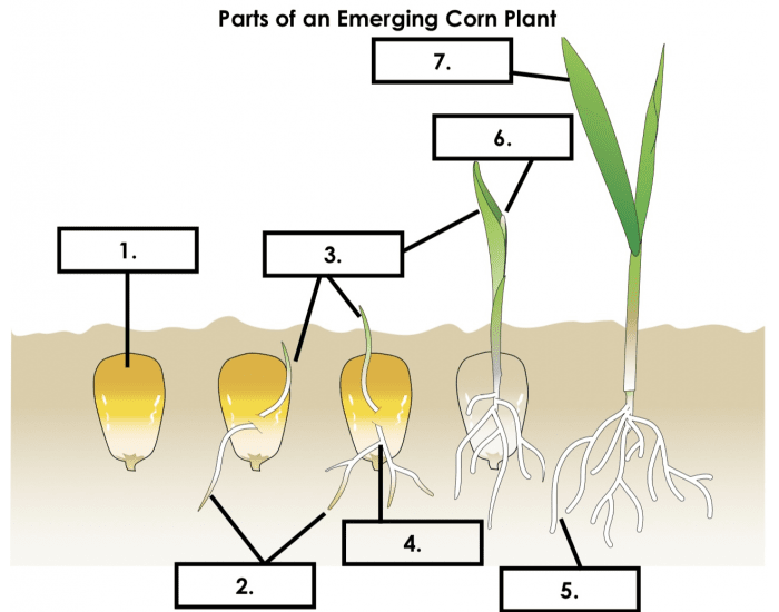 15+ Parts Of Corn Plant
