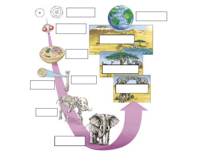 LEVELS OF BIOLOGICAL ORGANIZATION Quiz