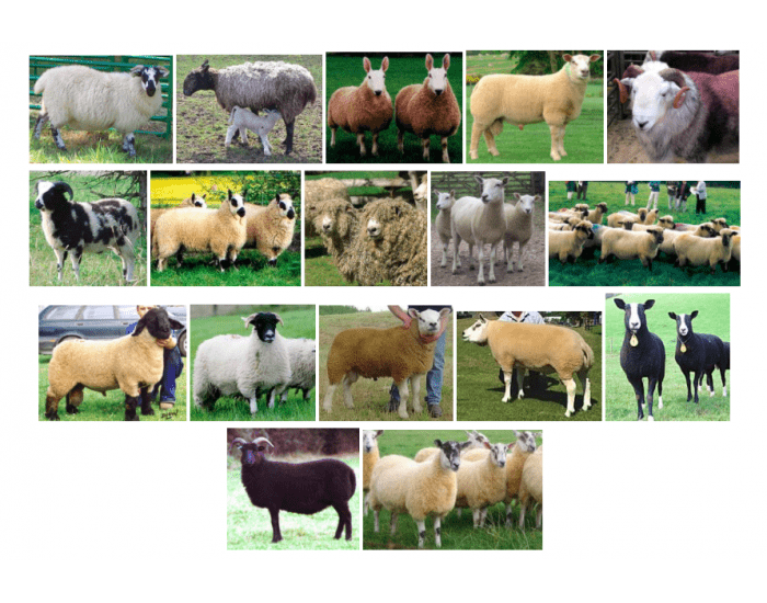 Types Off Sheep Sheep breeds — Printable Worksheet