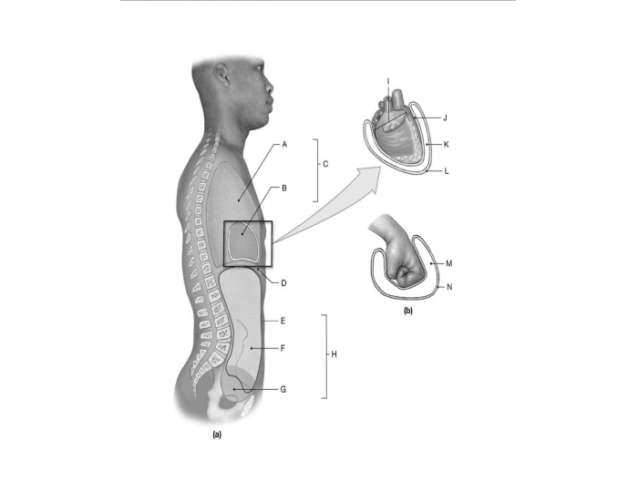Anatomy Lateral View (FINAL) Quiz Biology Diagrams
