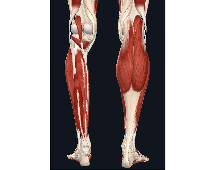 Perna Anatomia Muscular Posterior Da Perna