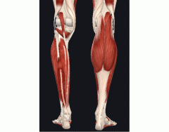 Anatomia aplicada Quadril e coxa- Músculos Quiz