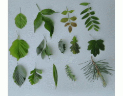 Native British Trees - Leaf Identification