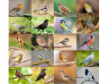 birds that can visit your garden