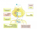 Drug Interactions at the Dopmaninergic Synapse