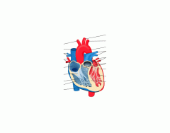 parts of the heart