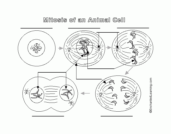 Mitosis Review Quiz