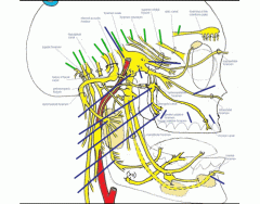 Mandibular nerve Quiz