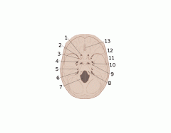 Cranial Nerve Foramen of the Skull