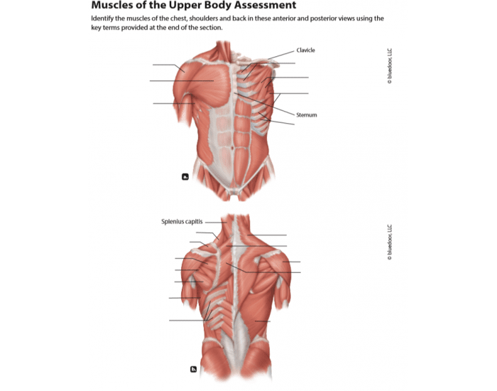 Shoulder Chest And Back Printable Worksheet