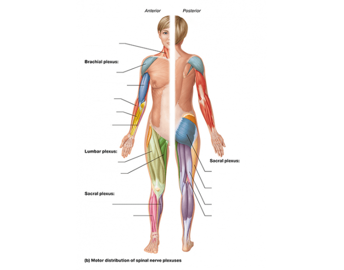 spinal nerves plexus anatomy