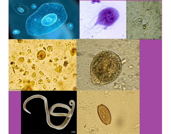 Parasitologia Quiz