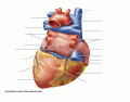 Heart External Anatomy - Posterior