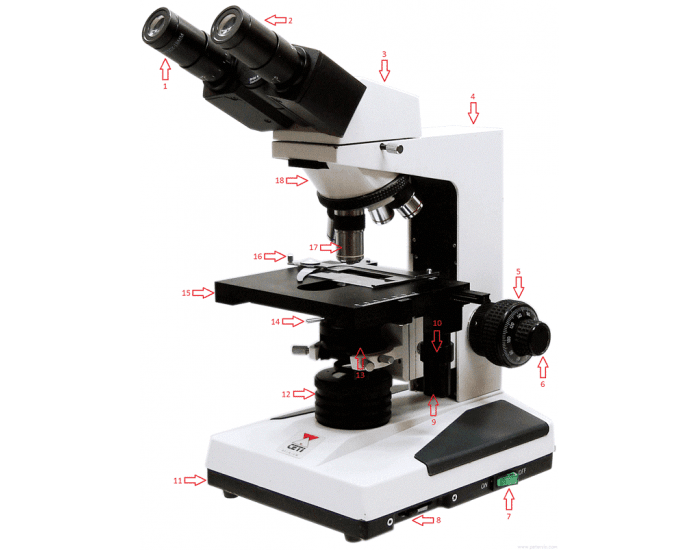 PLTW PBS Microscope Quiz