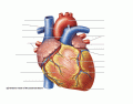 Heart External Anatomy - Anterior