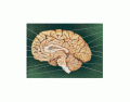 cerebro vista medial o interna