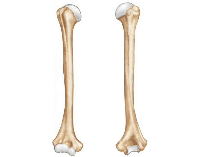 Humerus Basic Basic Humerus Anatomy Quiz