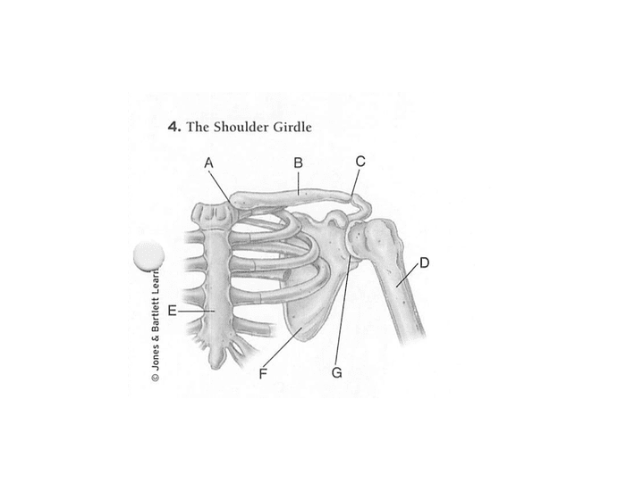 EMT Anatomy - Shoulder Girdle Diagram