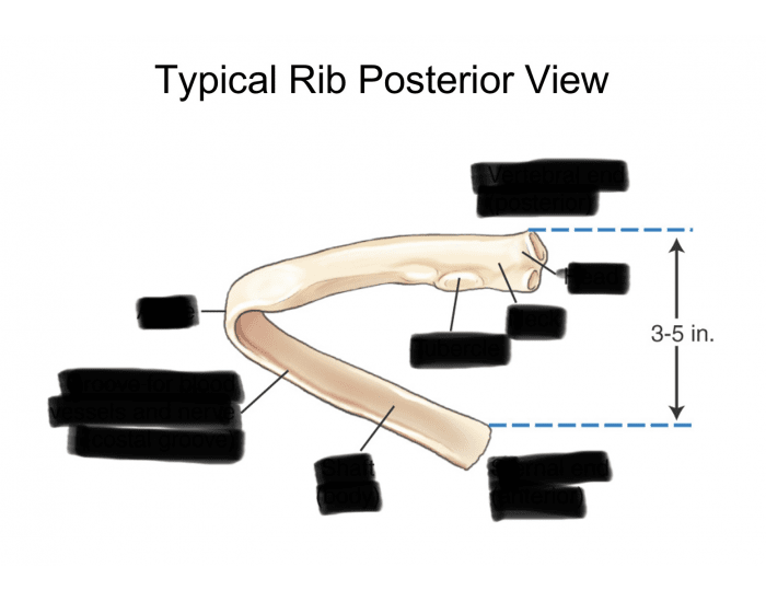 Posterior View 12 Rib Rib Posterior View Quiz