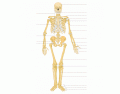 BASIC BONES OF THE HUMAN BODY (LVL1)