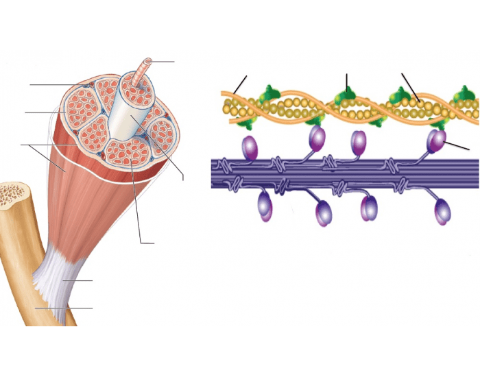 Muscle Game Part 1: The muscle cell