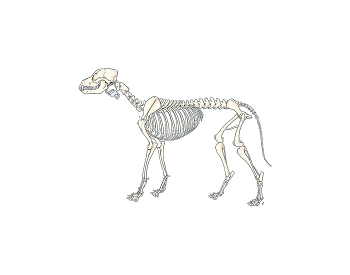 Canine Skeletal Anatomy Quiz