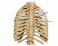 BIOL 162: Thoracic cage labeling (posterior view)