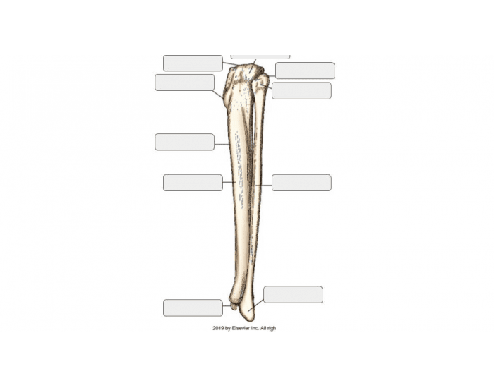 lat tib-fib Quiz